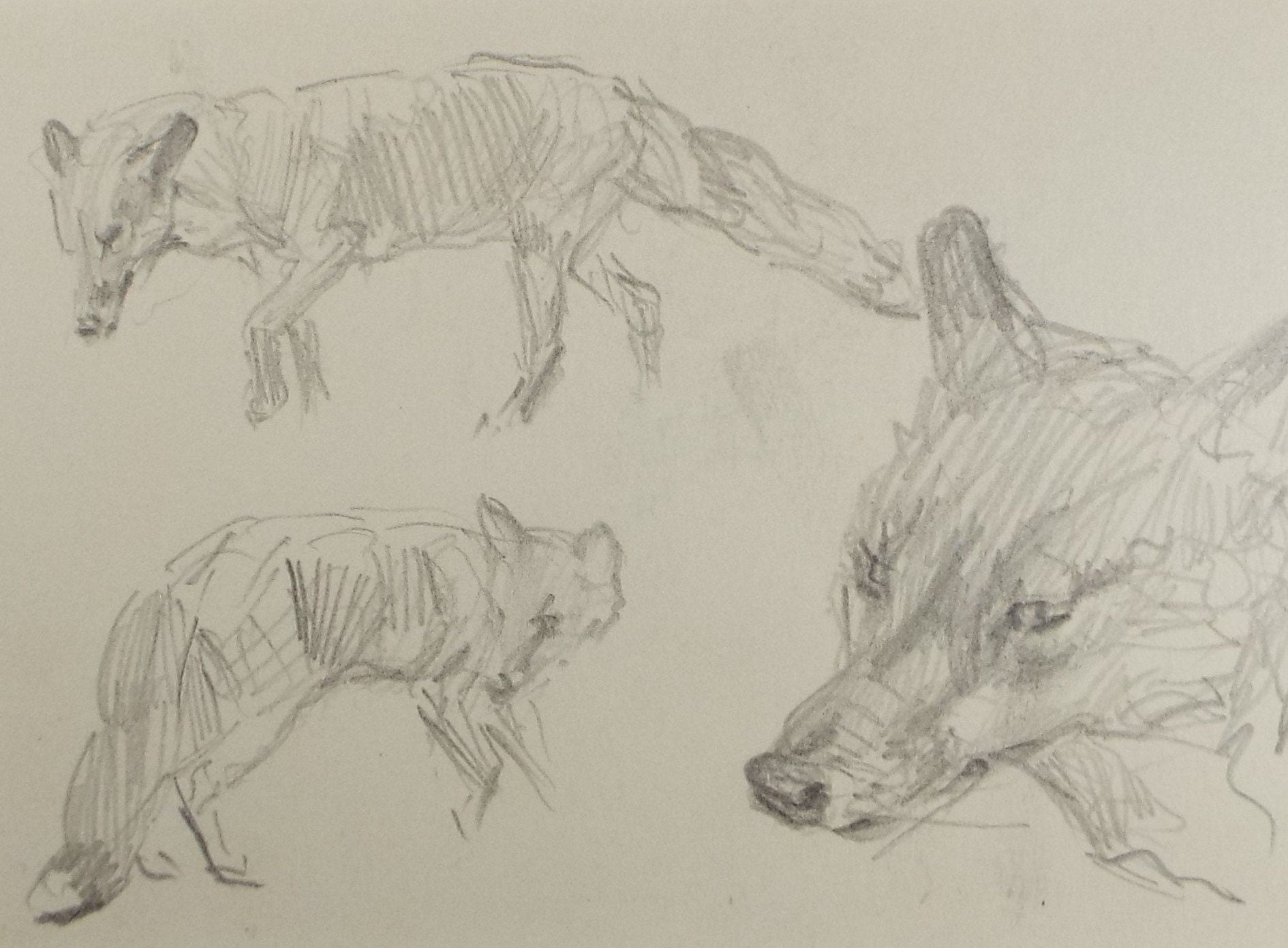 Original Pencil Sketch, Michael Lyne (1912-1989), 'Fox Study', Mid 20th Century