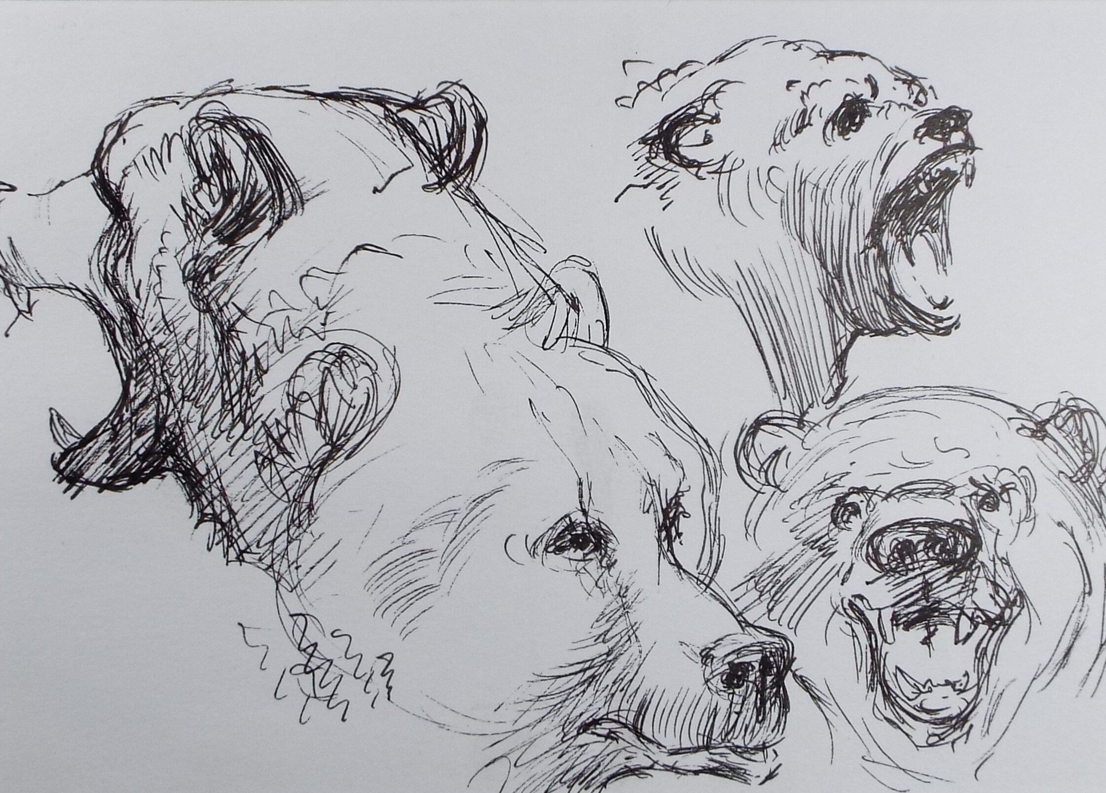 Original Pen & Ink,  'Bear Study', Circa 1990's , John Williams (20th Century British)