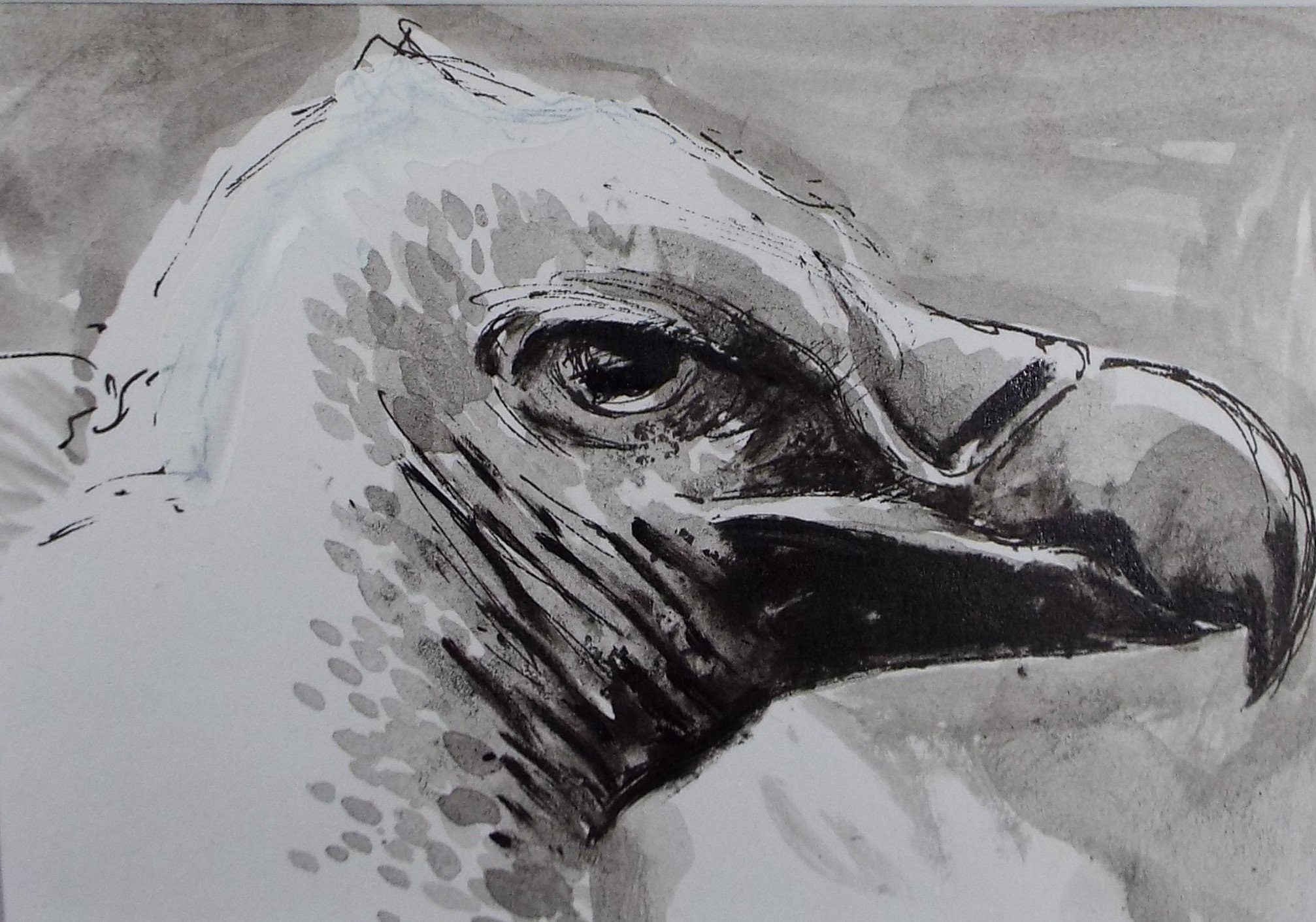 Original Pen & Ink, 'Vulture', 1990's, John Williams (20th Century British)