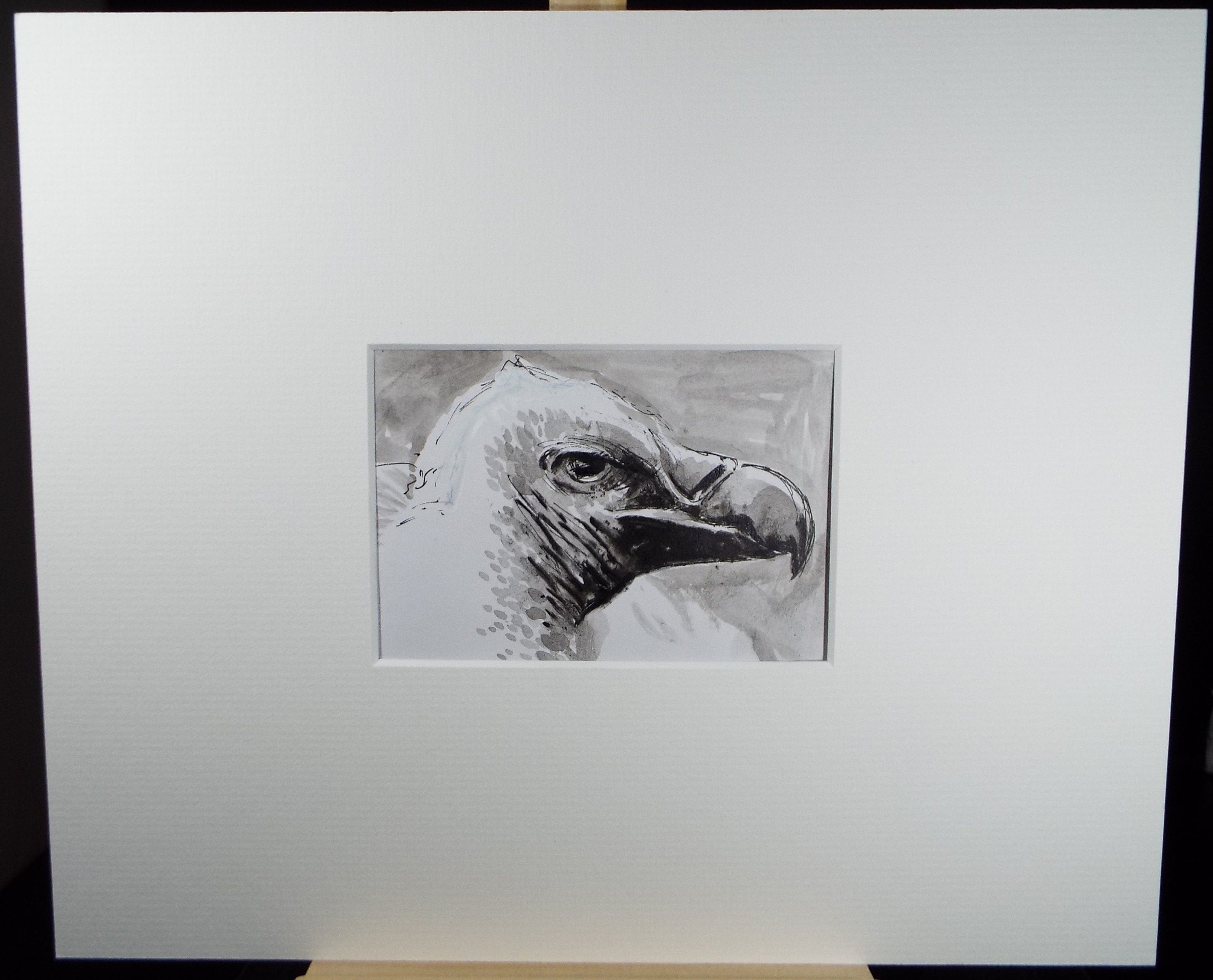 Original Pen & Ink, 'Vulture', 1990's, John Williams (20th Century British)