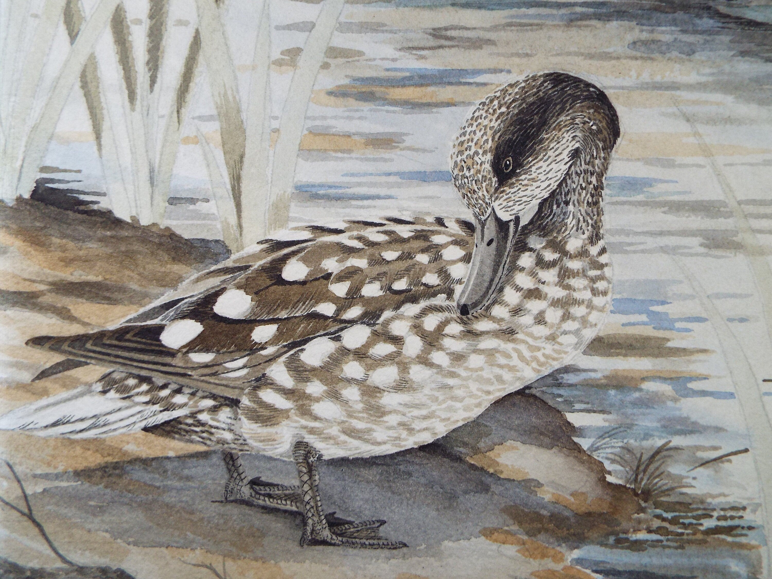 Original Watercolour, 'Marbled Duck', Jean Maillard 1901-1993