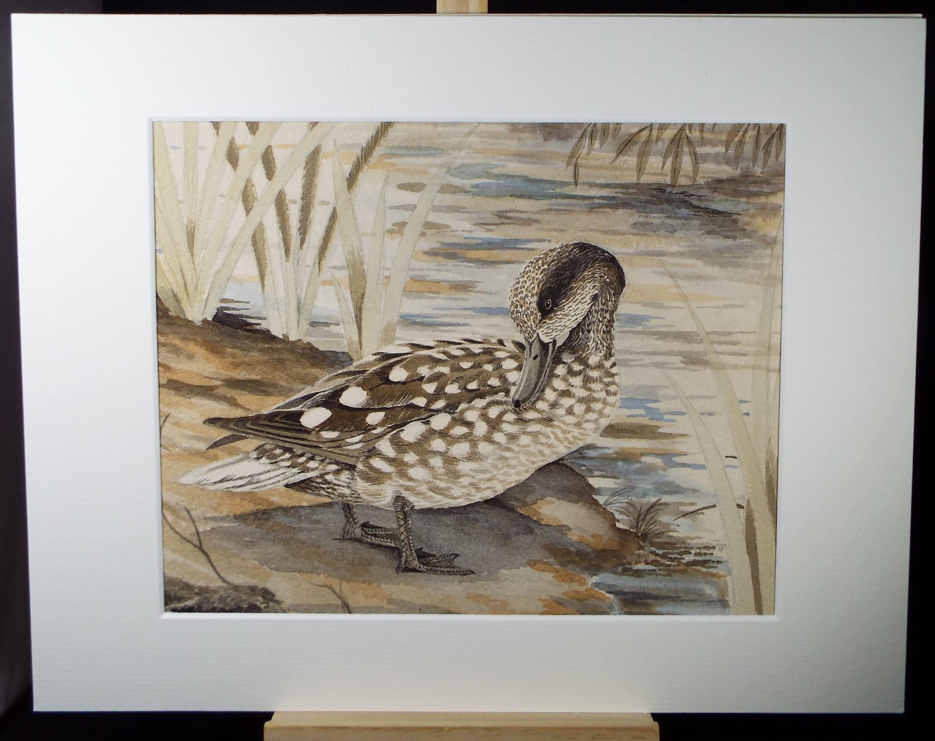 Original Watercolour, 'Marbled Duck', Jean Maillard 1901-1993