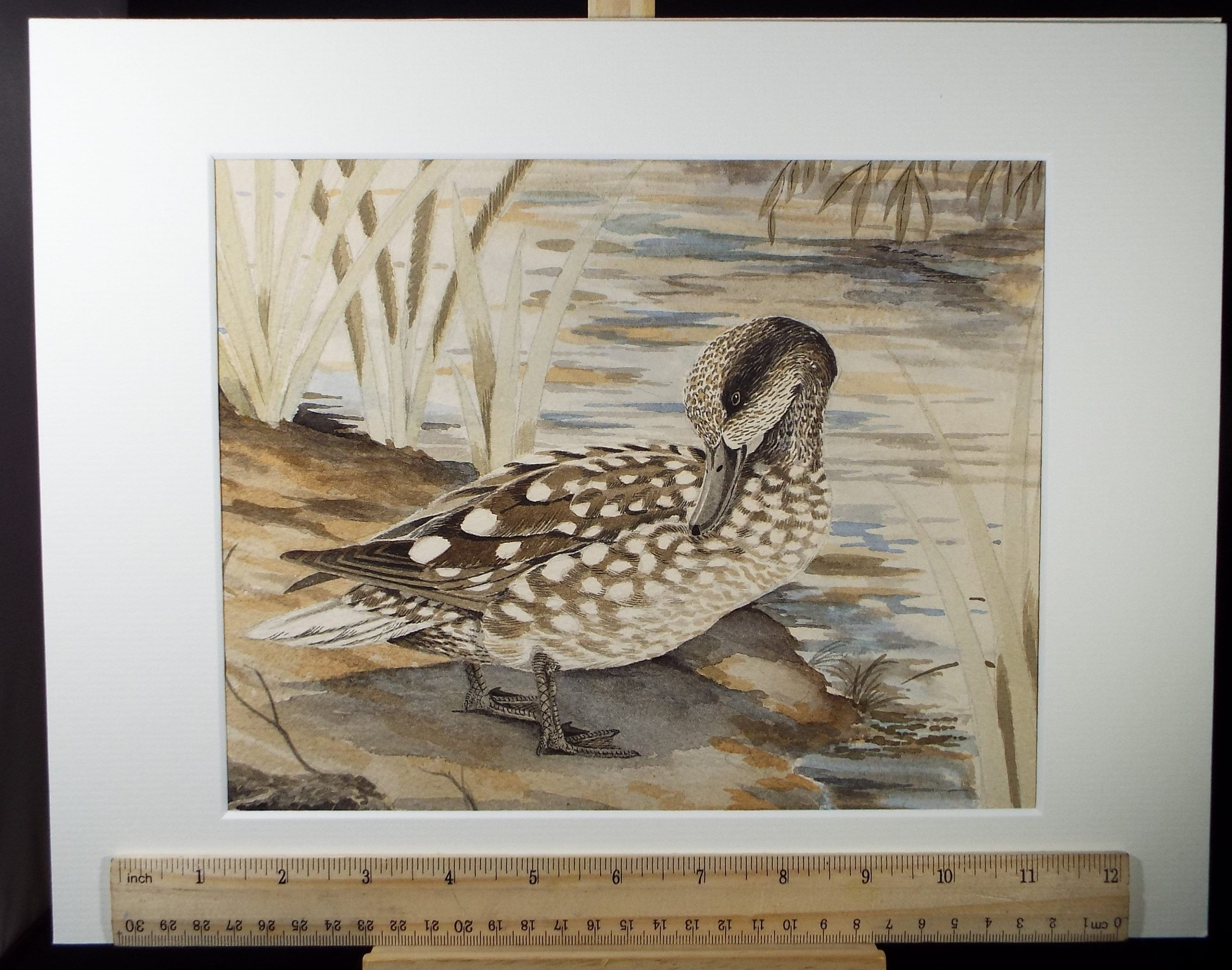 Original Watercolour, 'Marbled Duck', Jean Maillard 1901-1993