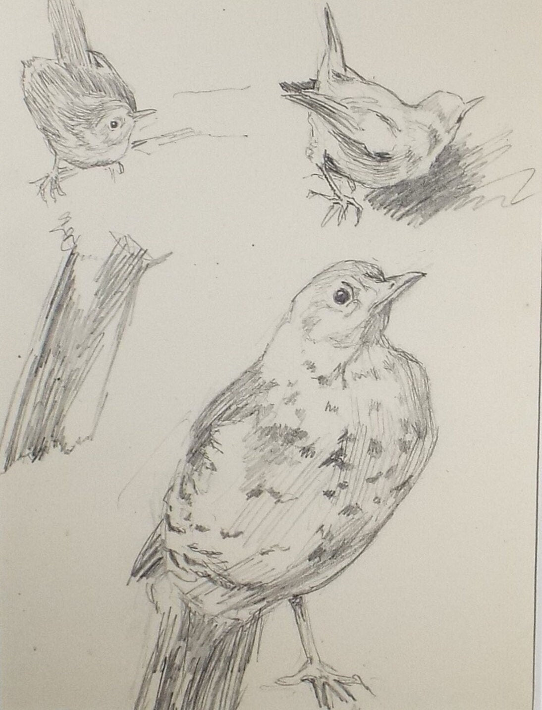 Original Pencil Sketch,'Wren & Songthrush Study', Leonard Leslie Brooke (1862 - 1940), Late 19th Century