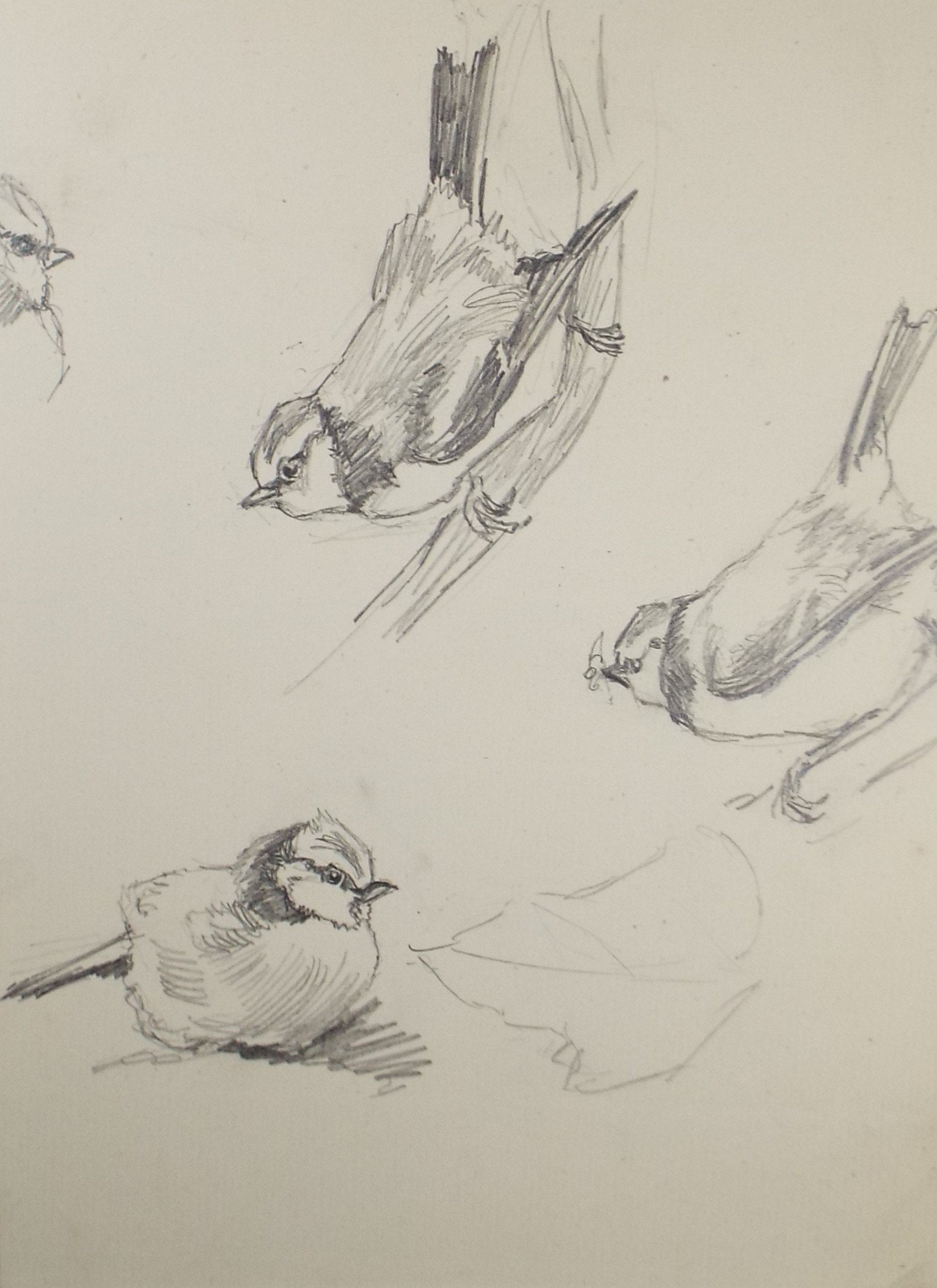 Original Pencil Sketch,'Study of Blue tits', Leonard Leslie Brooke (1862 - 1940), Late 19th Century