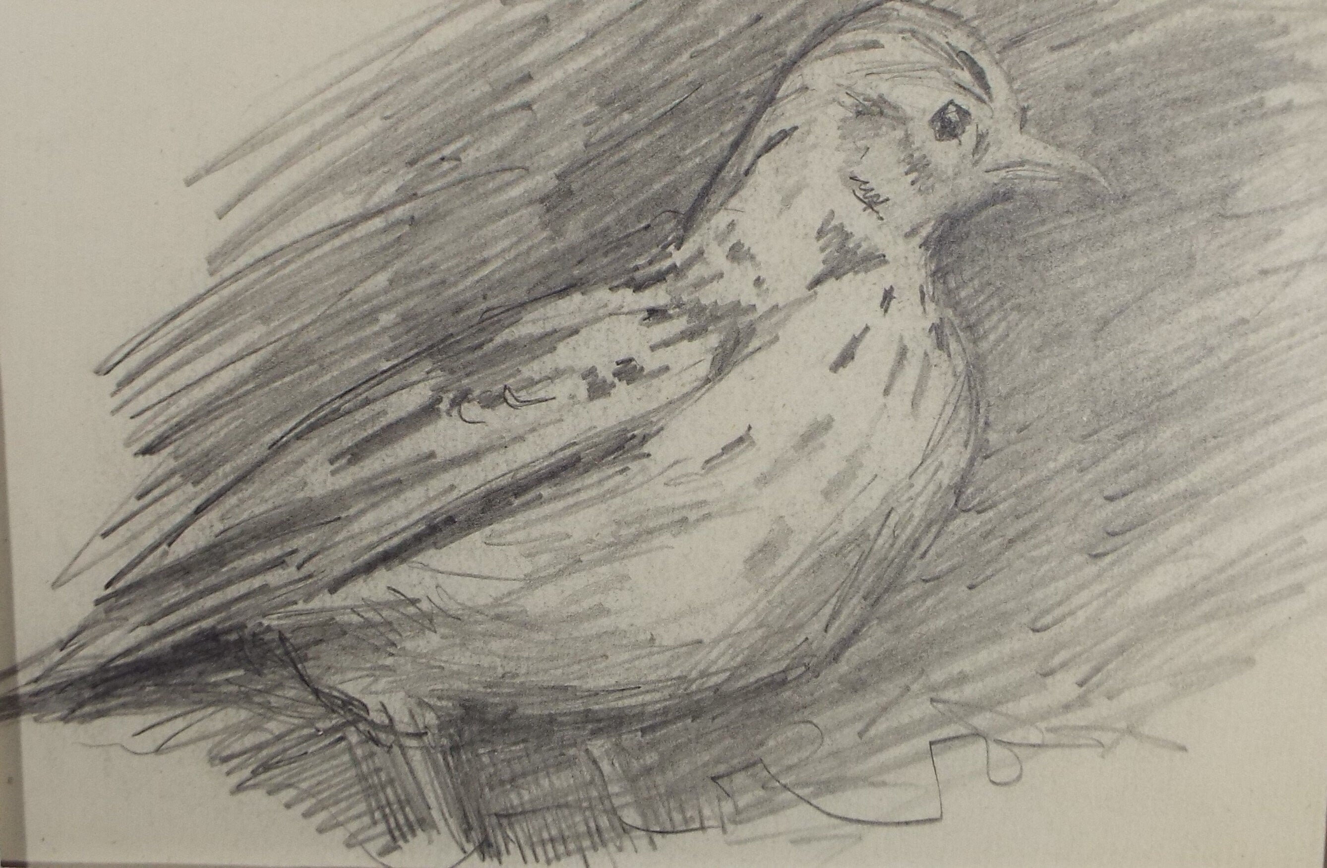 Original Pencil Sketch,'Study of Song Thrush', Leonard Leslie Brooke (1862 - 1940), Late 19th Century