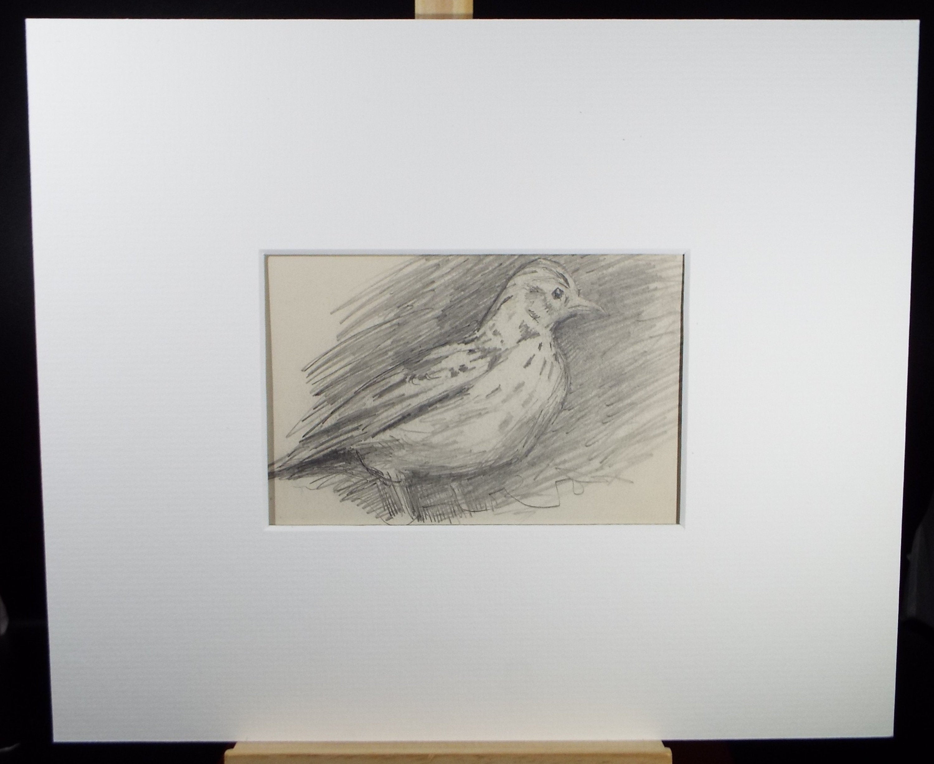 Original Pencil Sketch,'Study of Song Thrush', Leonard Leslie Brooke (1862 - 1940), Late 19th Century