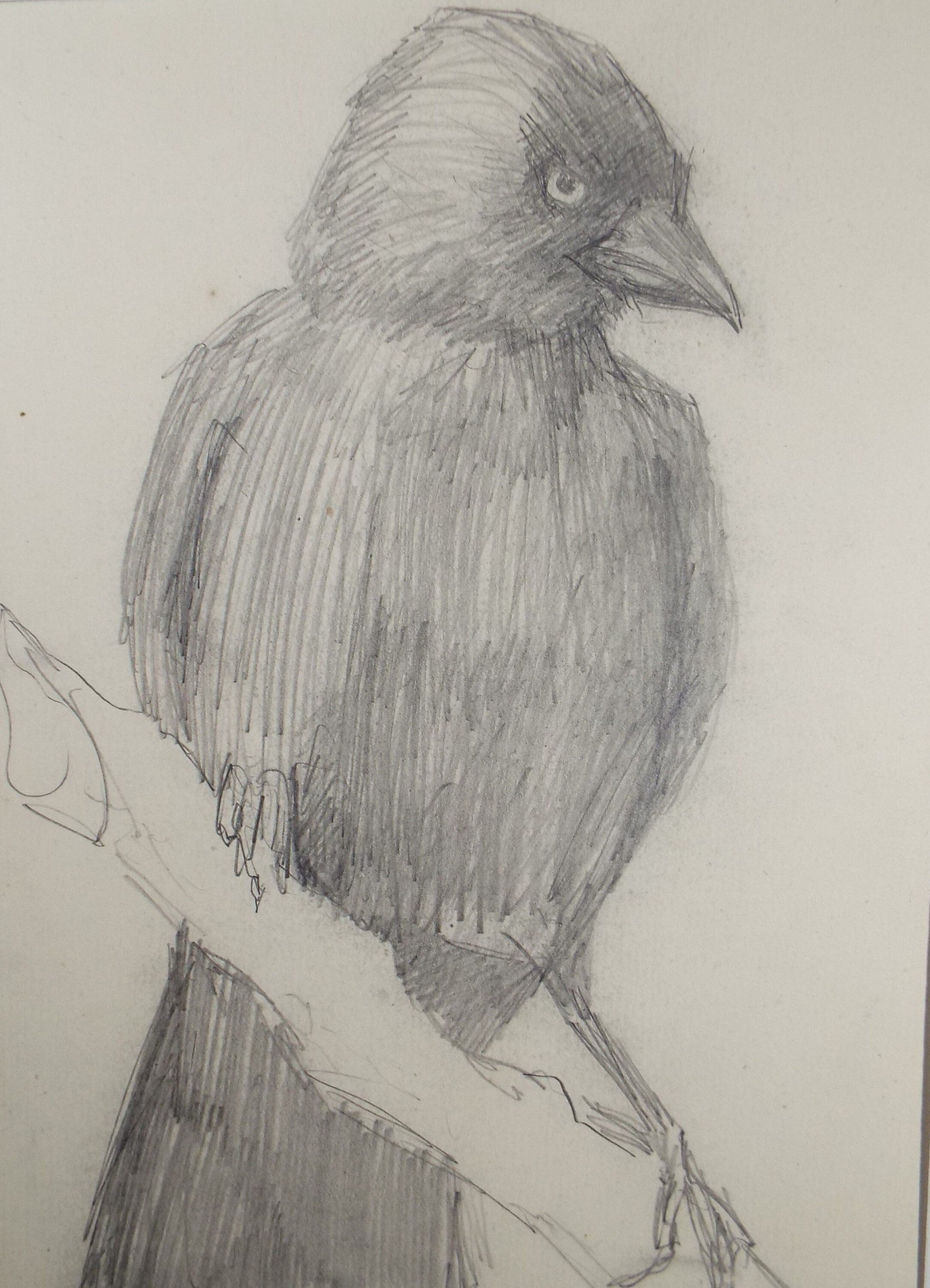 Original Pencil Sketch,'Study of a Jackdaw', Leonard Leslie Brooke (1862 - 1940), Late 19th Century