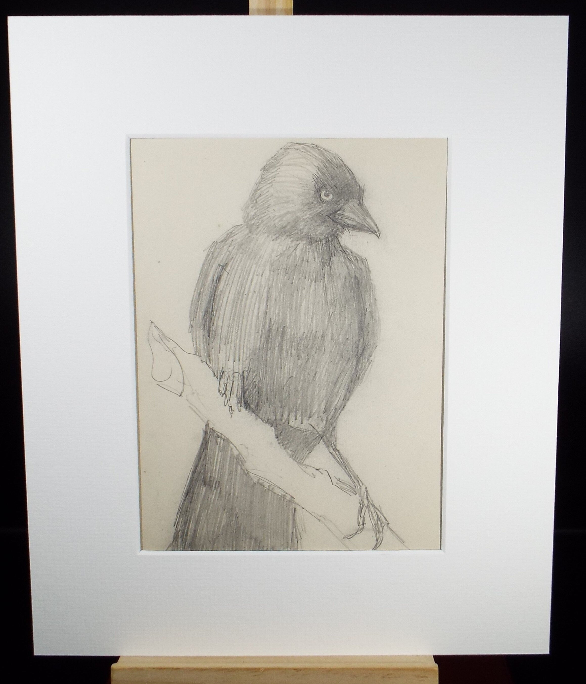 Original Pencil Sketch,'Study of a Jackdaw', Leonard Leslie Brooke (1862 - 1940), Late 19th Century