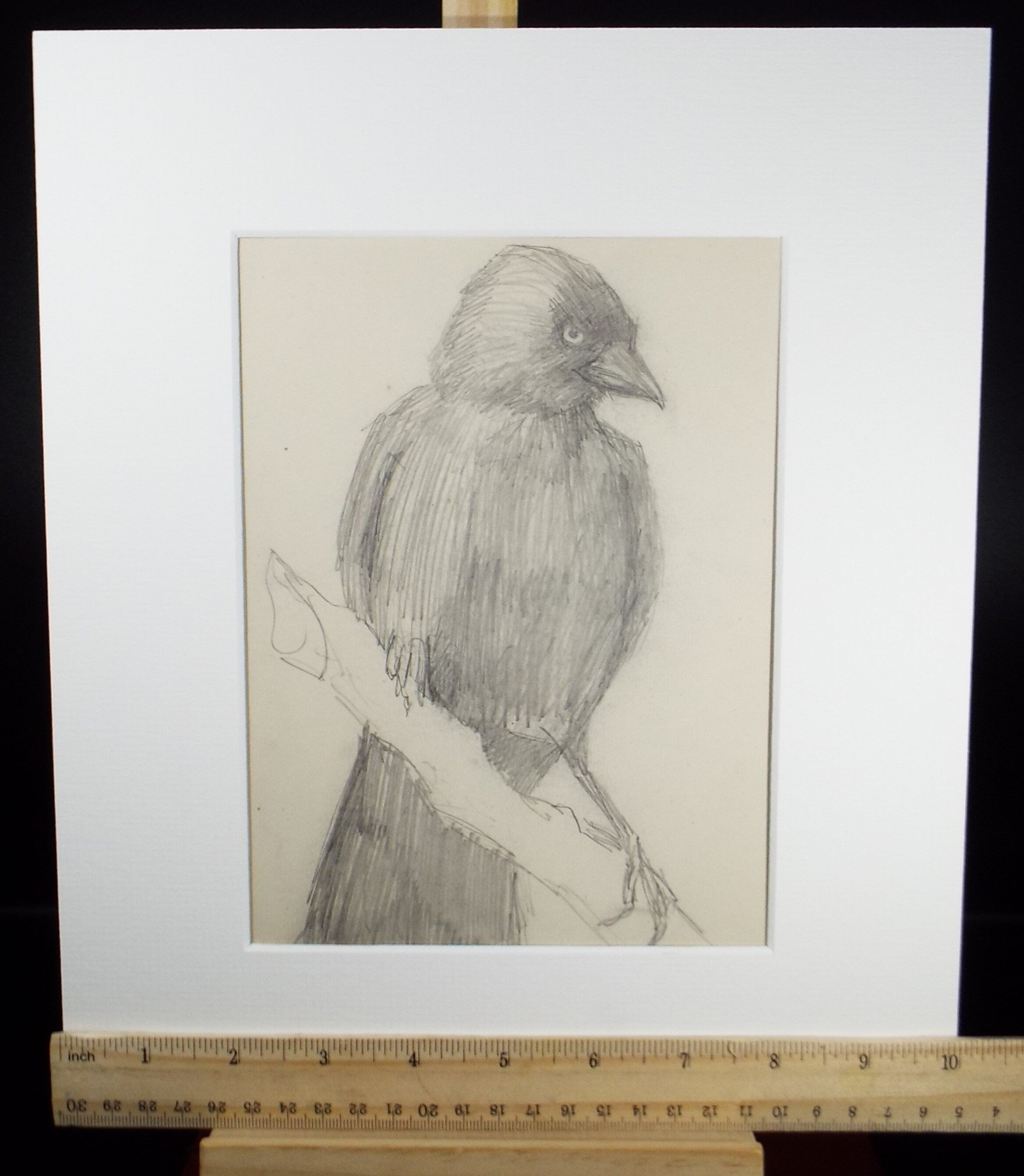 Original Pencil Sketch,'Study of a Jackdaw', Leonard Leslie Brooke (1862 - 1940), Late 19th Century