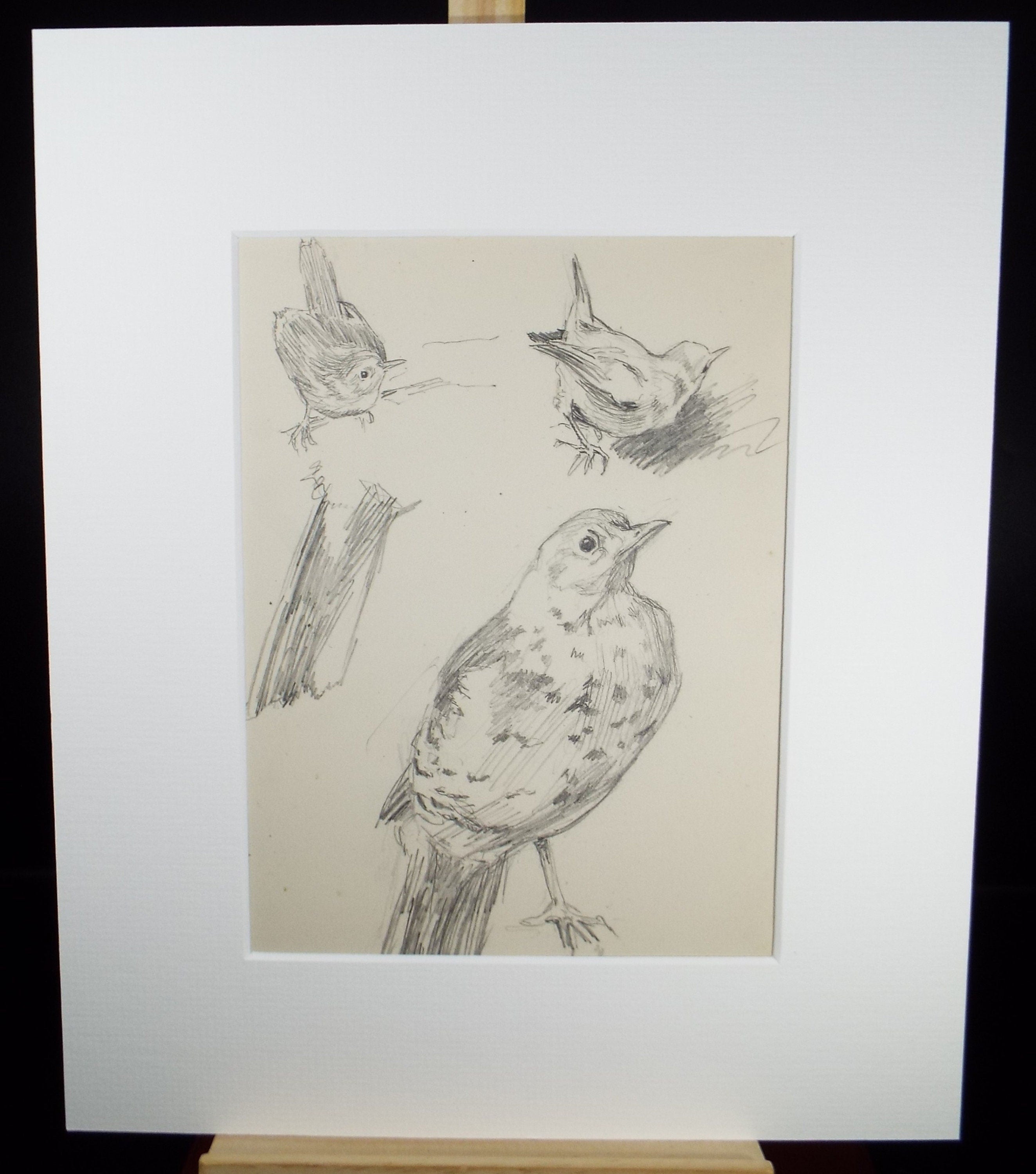 Original Pencil Sketch,'Wren & Songthrush Study', Leonard Leslie Brooke (1862 - 1940), Late 19th Century