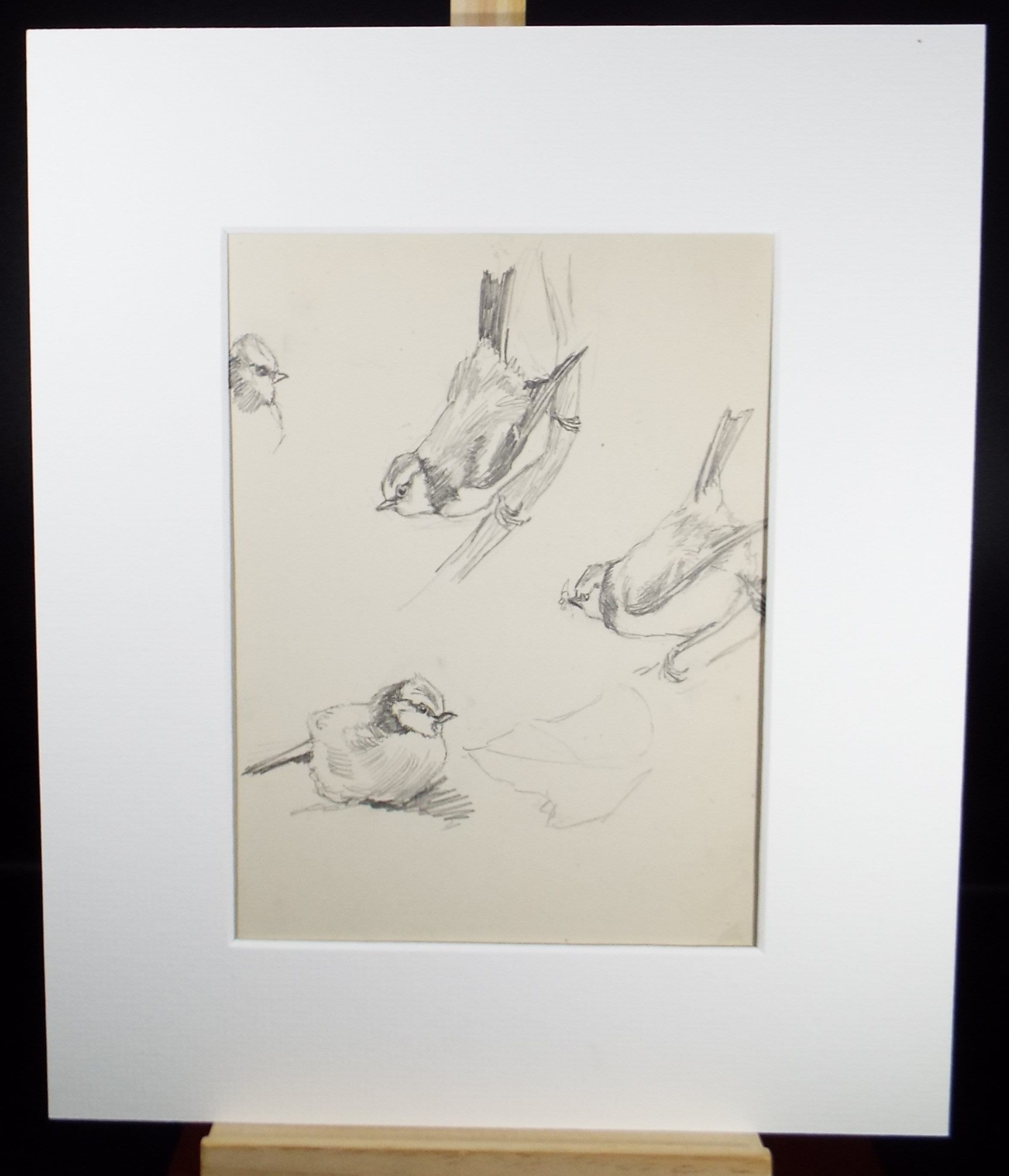 Original Pencil Sketch,'Study of Blue tits', Leonard Leslie Brooke (1862 - 1940), Late 19th Century