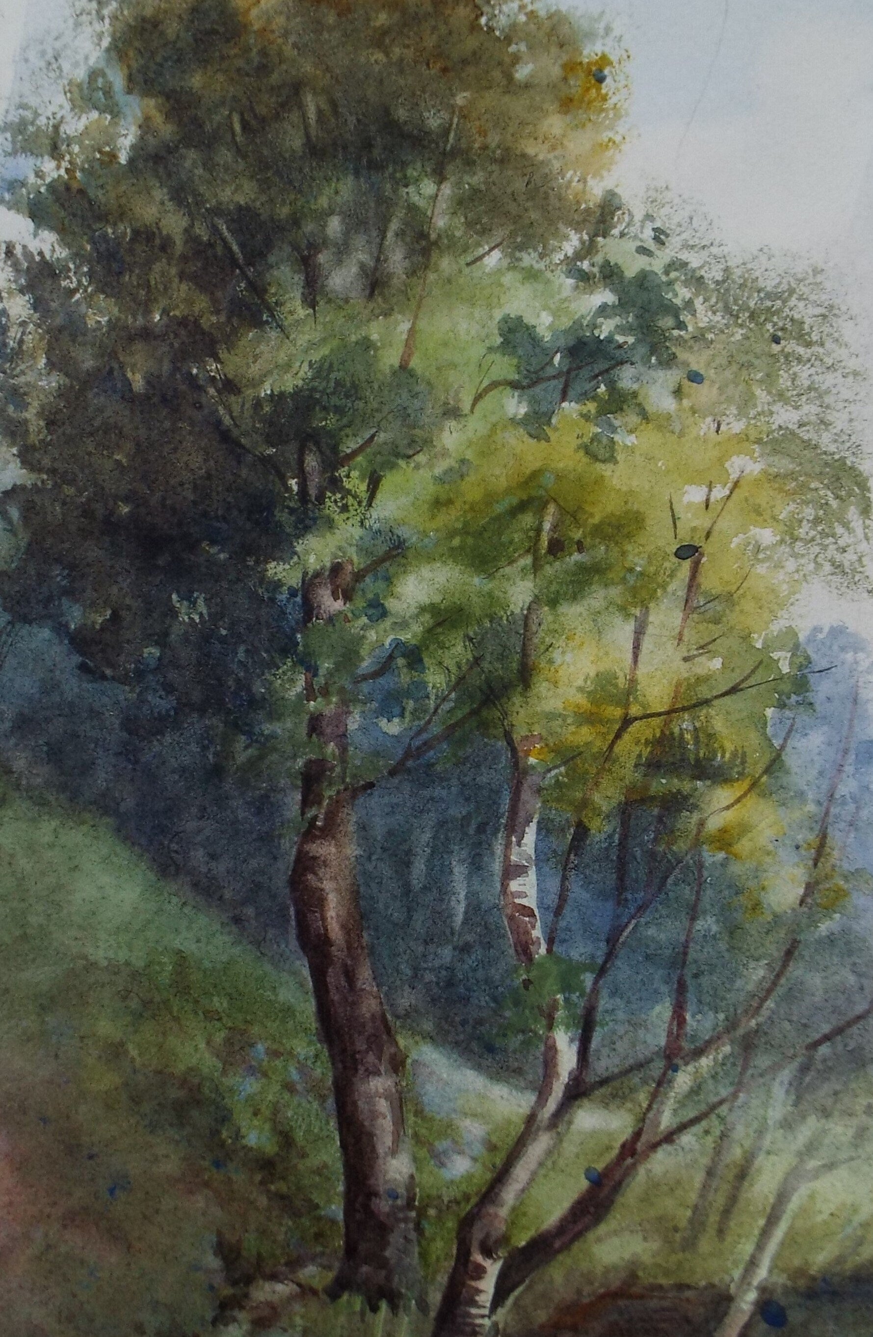 Original Watercolour Sketch , 'A Study of Trees', c1910, Unknown Artist