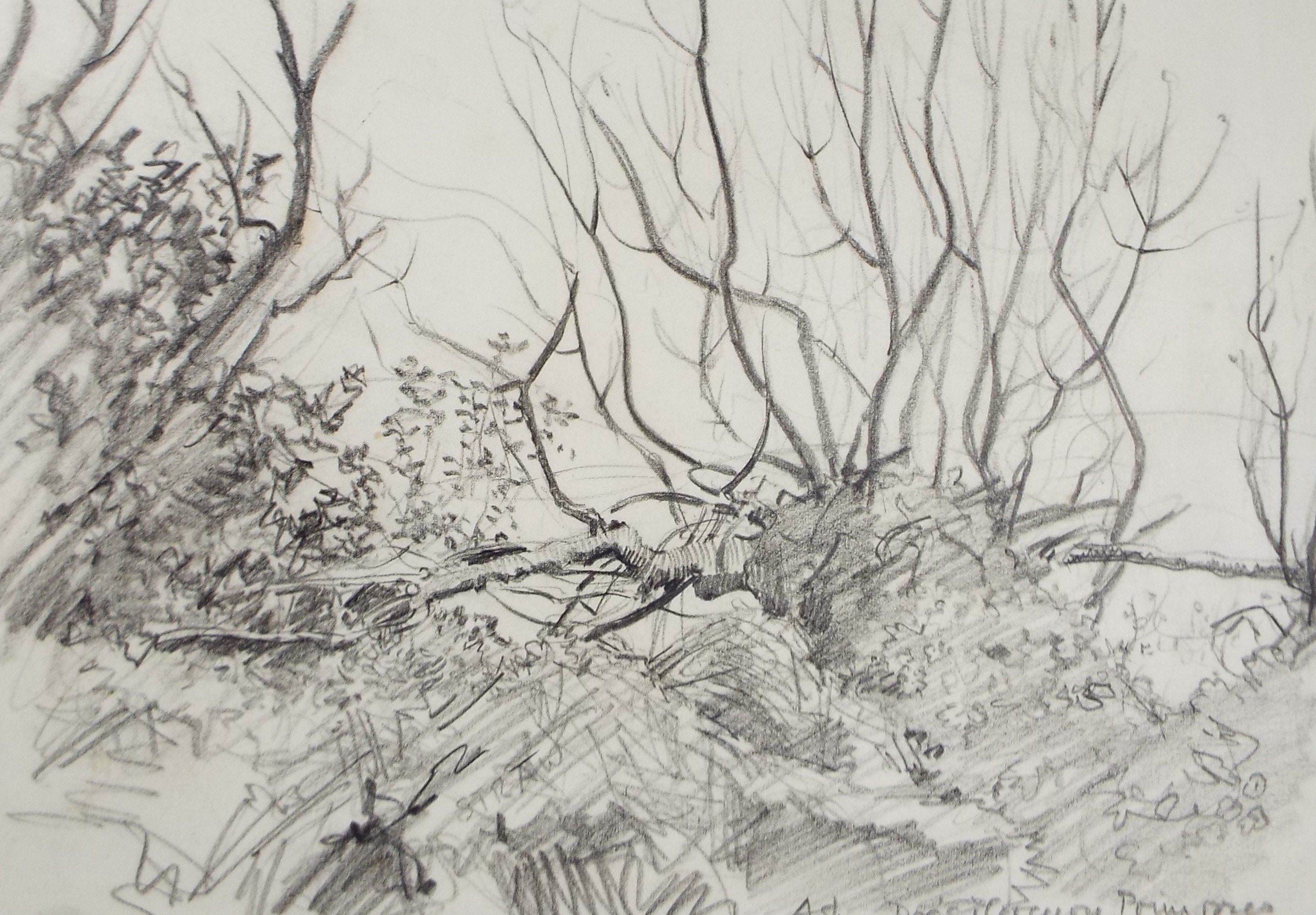 Original Pencil, 'Woodland, Early Spring', Circa 1950's , Hilda Burford (1887-1957)