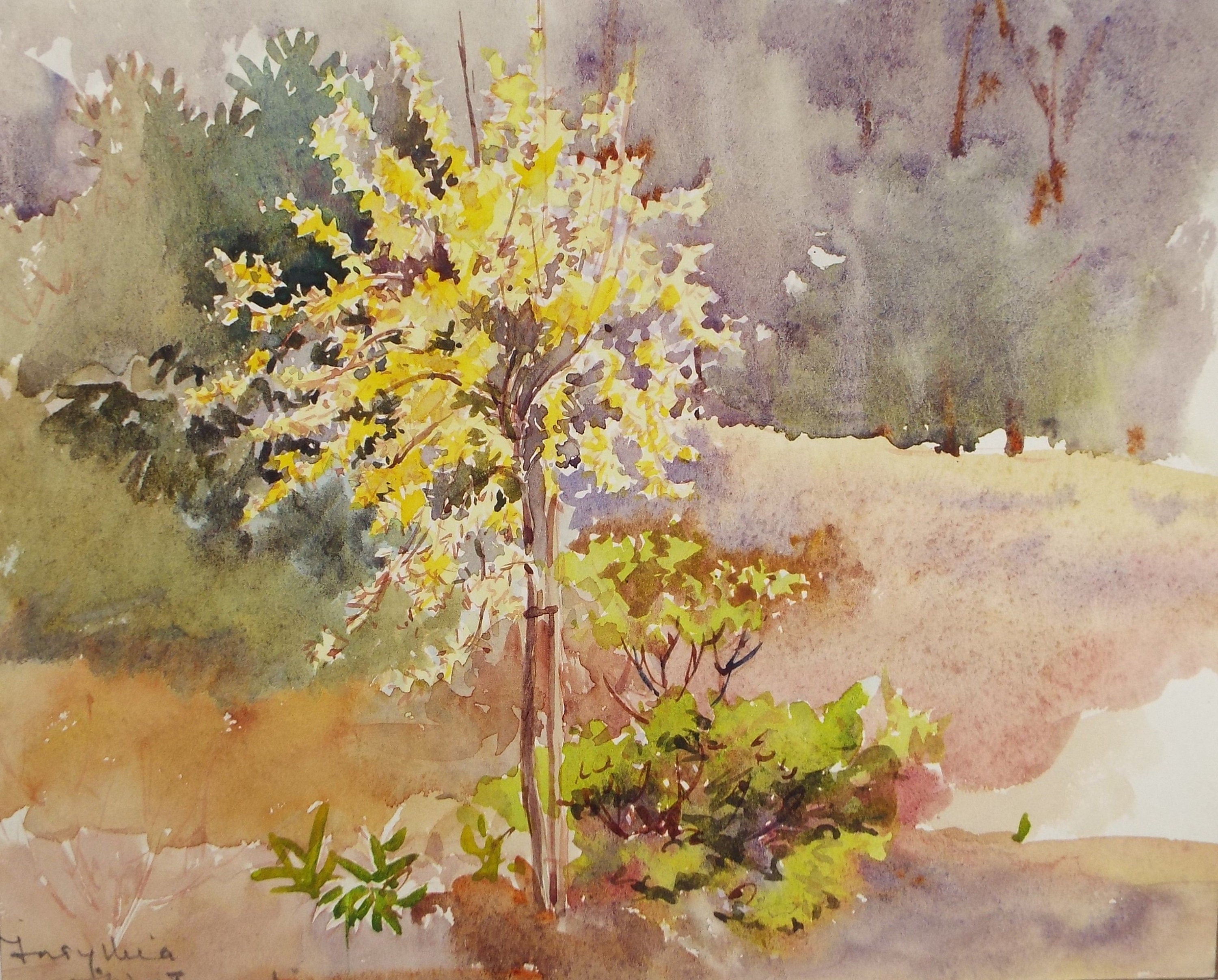 Original Watercolour, 'Forsythia at Westwood', Circa 1950's, Hilda Burford (1887-1957)