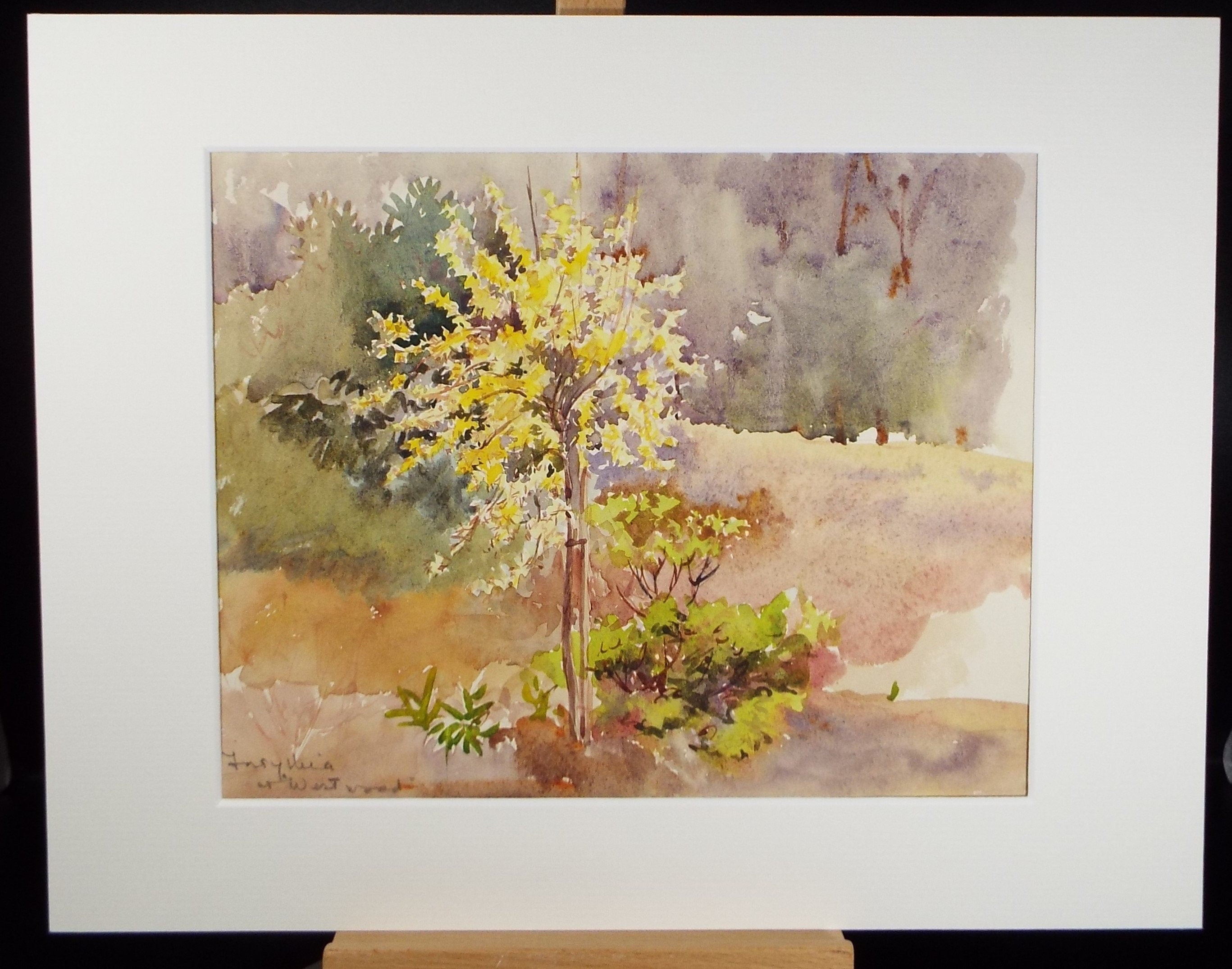 Original Watercolour, 'Forsythia at Westwood', Circa 1950's, Hilda Burford (1887-1957)