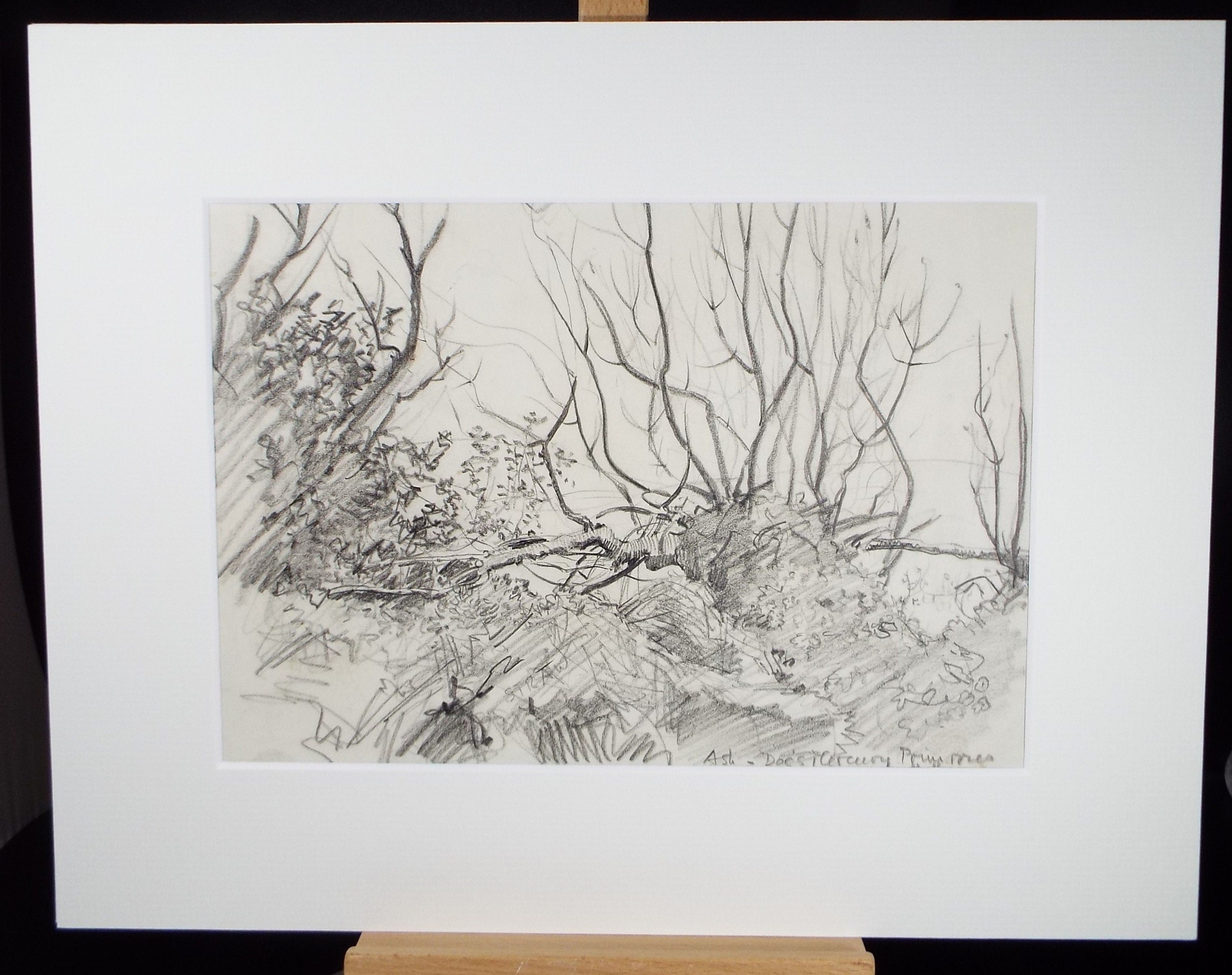 Original Pencil, 'Woodland, Early Spring', Circa 1950's , Hilda Burford (1887-1957)