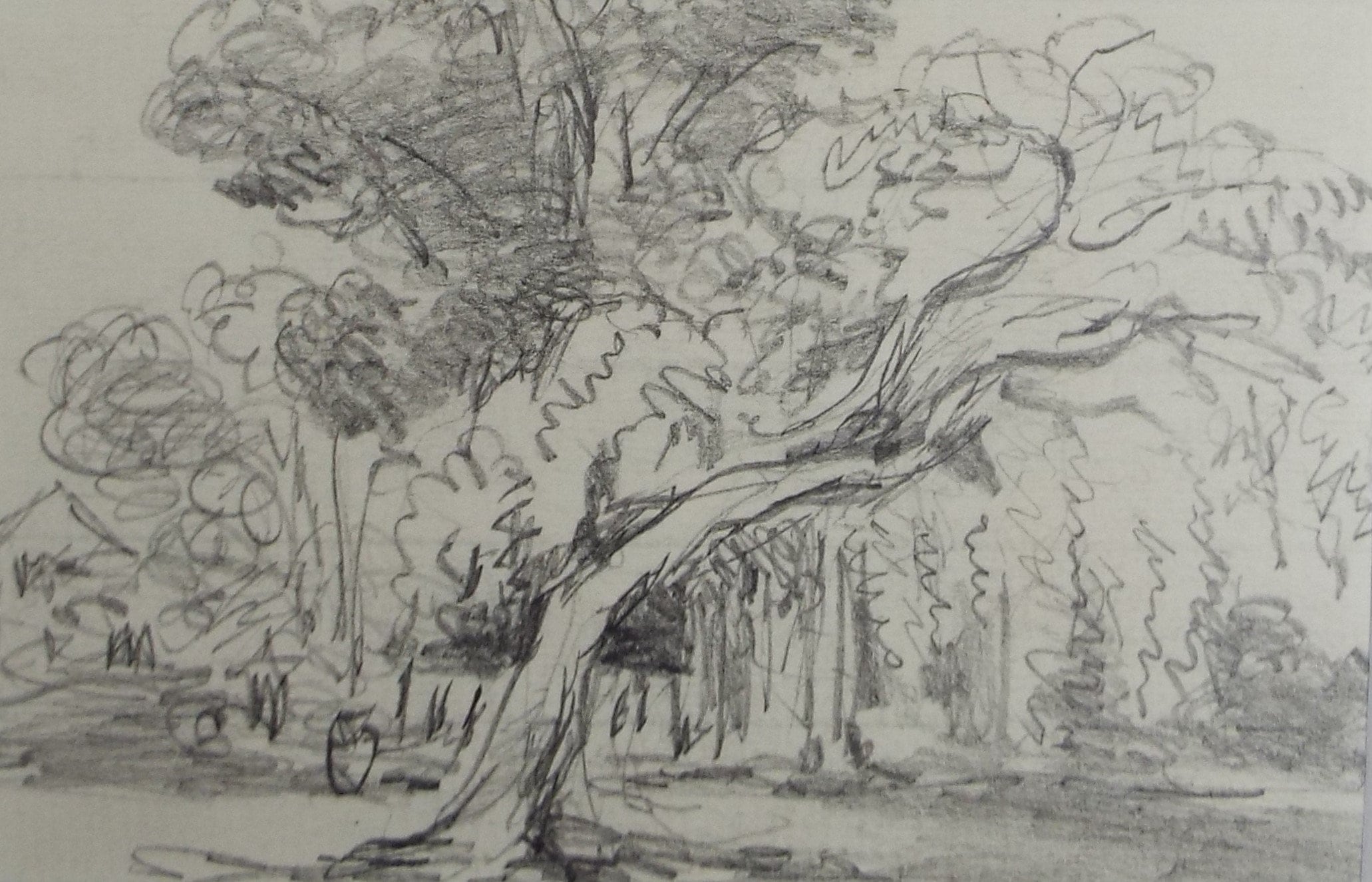 Original Pencil Drawing, 'Woodland Study', Circa 1890's ,Artist Unknown