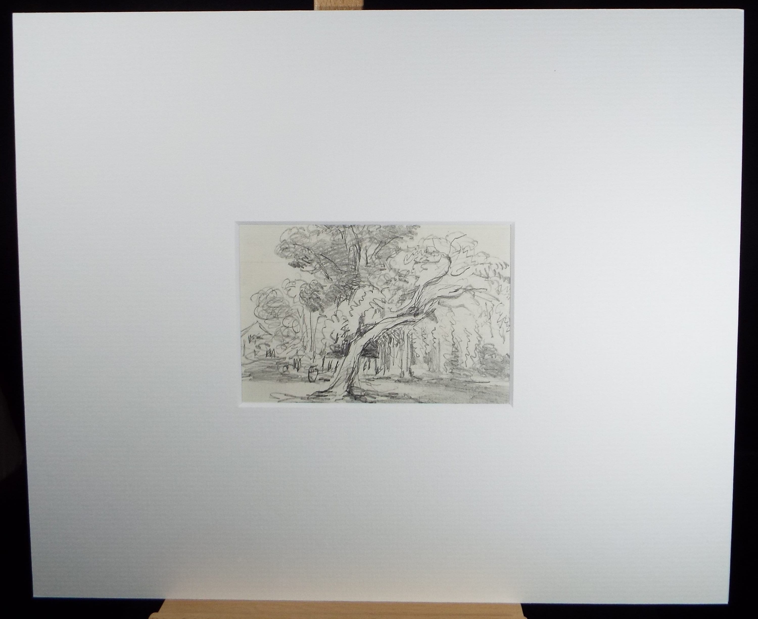 Original Pencil Drawing, 'Woodland Study', Circa 1890's ,Artist Unknown